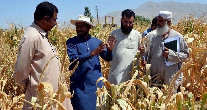 maize-fieldFarmers